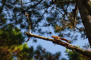 écureuil roux sur une branche d'arbre